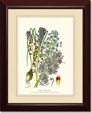 Hyacinth, Grape | Flower/Floral Art Print