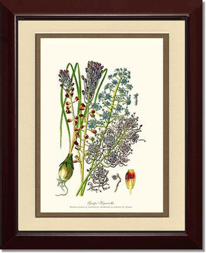 Hyacinth, Grape | Flower/Floral Art Print