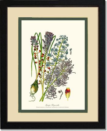Hyacinth, Grape | Flower/Floral Art Print
