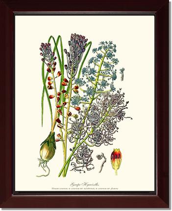 Hyacinth, Grape | Flower/Floral Art Print