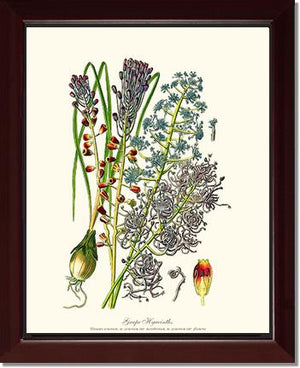 Hyacinth, Grape | Flower/Floral Art Print