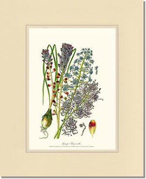 Hyacinth, Grape | Flower/Floral Art Print