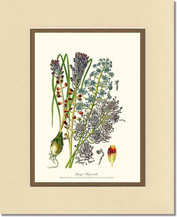 Hyacinth, Grape | Flower/Floral Art Print