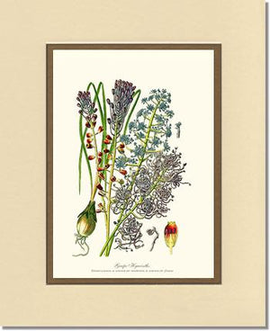 Hyacinth, Grape | Flower/Floral Art Print