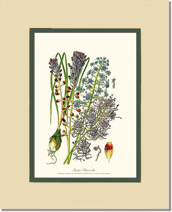 Hyacinth, Grape | Flower/Floral Art Print