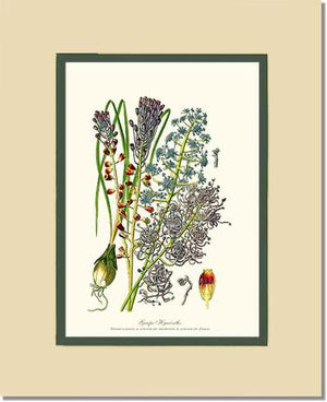 Hyacinth, Grape | Flower/Floral Art Print