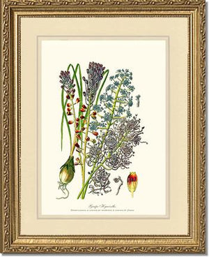 Hyacinth, Grape | Flower/Floral Art Print