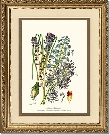Hyacinth, Grape | Flower/Floral Art Print
