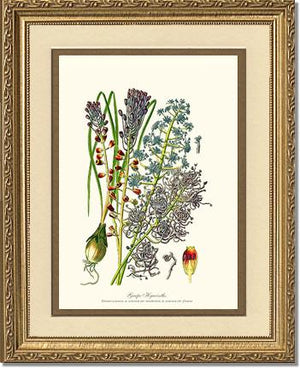 Hyacinth, Grape | Flower/Floral Art Print
