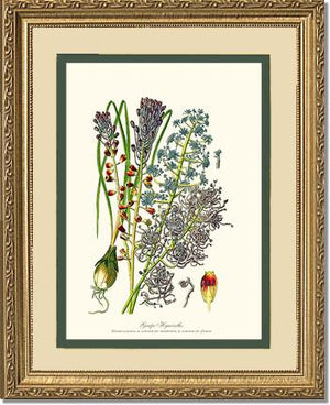 Hyacinth, Grape | Flower/Floral Art Print
