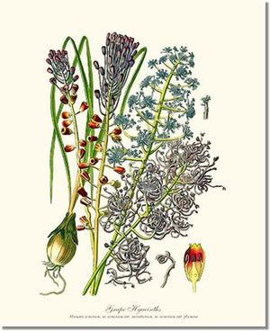 Flower Floral Print: Hyacinth, Grape