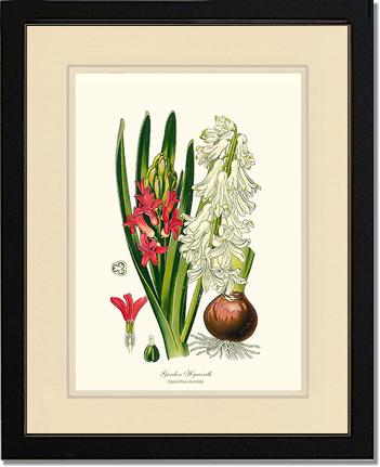 Hyacinth, Garden | Flower/Floral Art Print