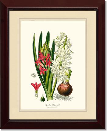 Hyacinth, Garden | Flower/Floral Art Print
