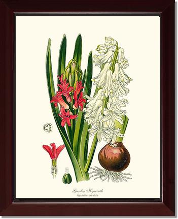 Hyacinth, Garden | Flower/Floral Art Print