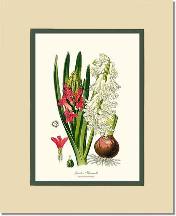 Hyacinth, Garden | Flower/Floral Art Print