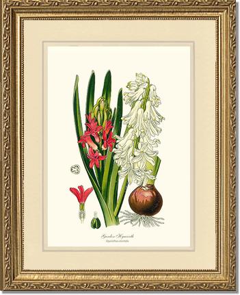 Hyacinth, Garden | Flower/Floral Art Print