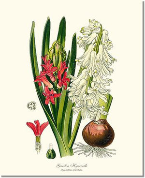 Flower Floral Print: Hyacinth, Garden