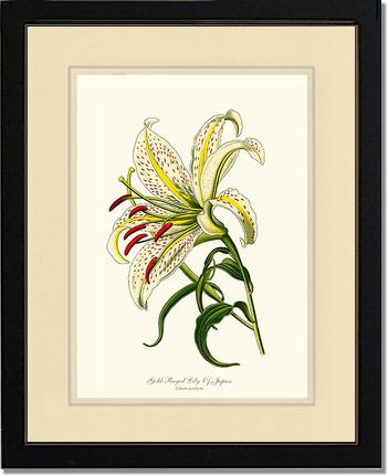 Lily, Gold-Rayed | Flower/Floral Art Print