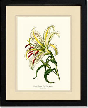 Lily, Gold-Rayed