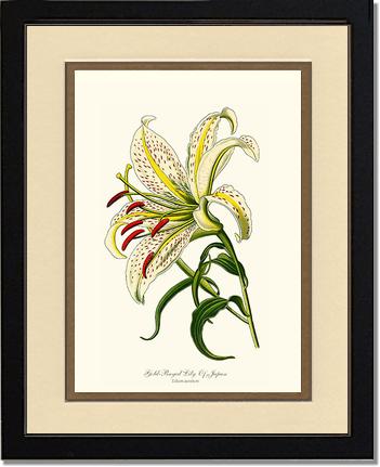 Lily, Gold-Rayed | Flower/Floral Art Print
