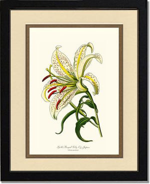 Lily, Gold-Rayed