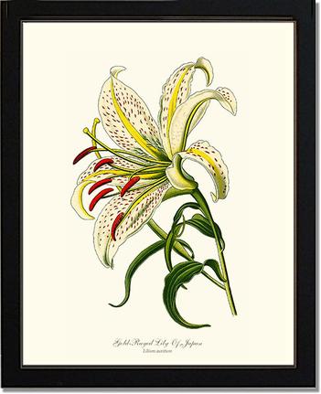 Lily, Gold-Rayed | Flower/Floral Art Print