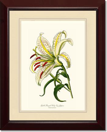 Lily, Gold-Rayed | Flower/Floral Art Print