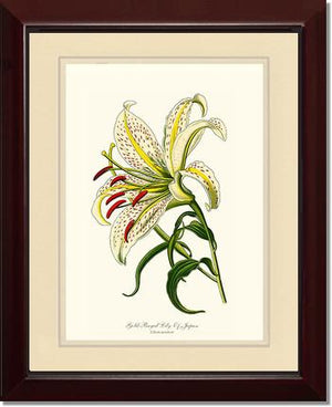 Lily, Gold-Rayed