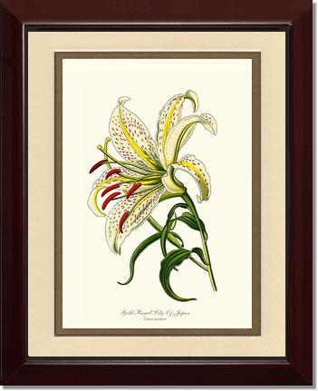 Lily, Gold-Rayed | Flower/Floral Art Print