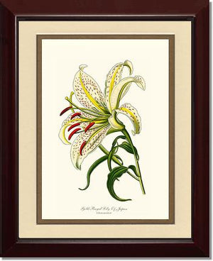 Lily, Gold-Rayed