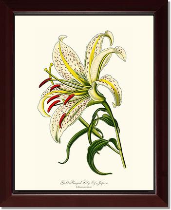 Lily, Gold-Rayed | Flower/Floral Art Print