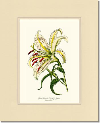 Lily, Gold-Rayed | Flower/Floral Art Print