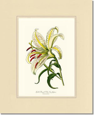 Lily, Gold-Rayed