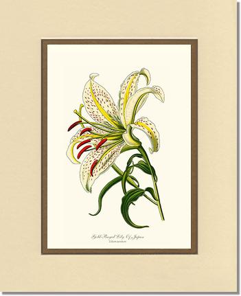 Lily, Gold-Rayed | Flower/Floral Art Print