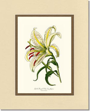 Lily, Gold-Rayed