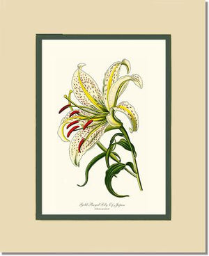 Lily, Gold-Rayed