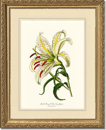 Lily, Gold-Rayed | Flower/Floral Art Print