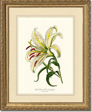 Lily, Gold-Rayed