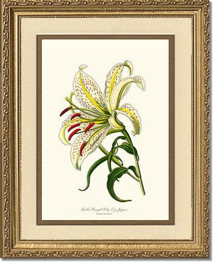 Lily, Gold-Rayed