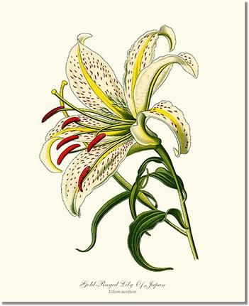 Flower Floral Print: Lily, Gold-Rayed