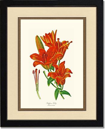 Lily, Saffron | Flower/Floral Art Print