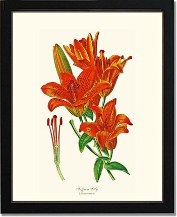Lily, Saffron | Flower/Floral Art Print