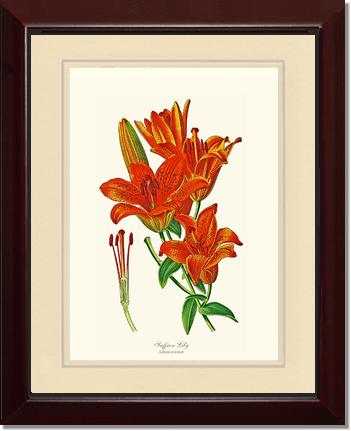 Lily, Saffron | Flower/Floral Art Print