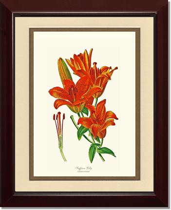 Lily, Saffron | Flower/Floral Art Print