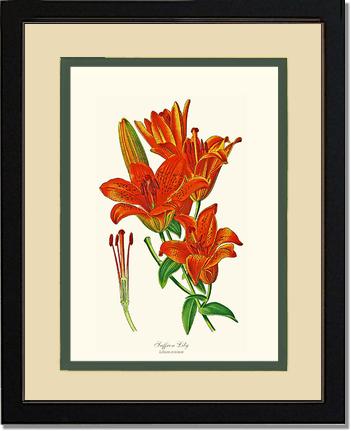 Lily, Saffron | Flower/Floral Art Print