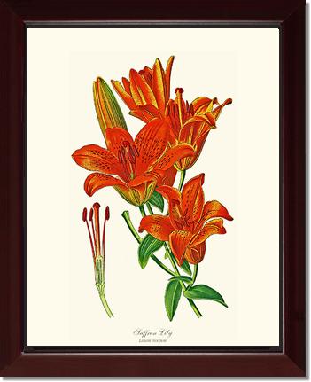 Lily, Saffron | Flower/Floral Art Print