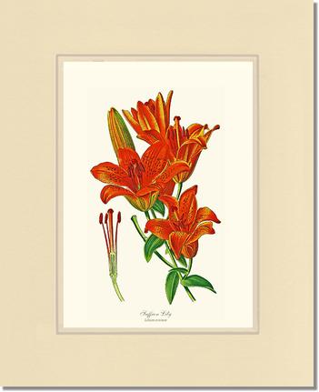 Lily, Saffron | Flower/Floral Art Print