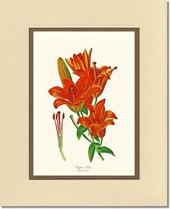 Lily, Saffron | Flower/Floral Art Print