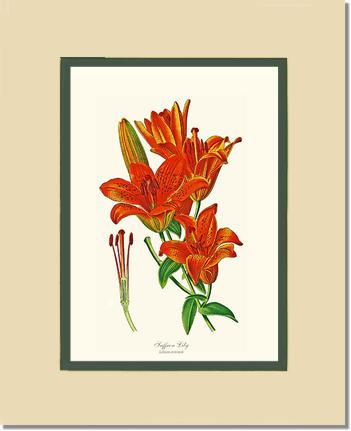 Lily, Saffron | Flower/Floral Art Print