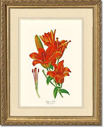 Lily, Saffron | Flower/Floral Art Print